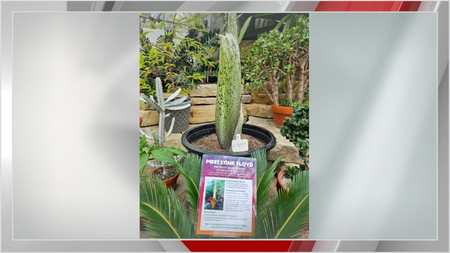 Experience the ‘dark side of the bloom' when corpse flower named Stink Floyd blooms at Reiman Gardens