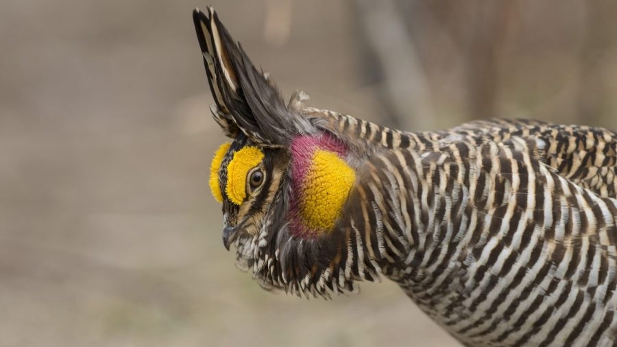 Annual Iowa DNR Prairie Chicken Day canceled due to declining population
