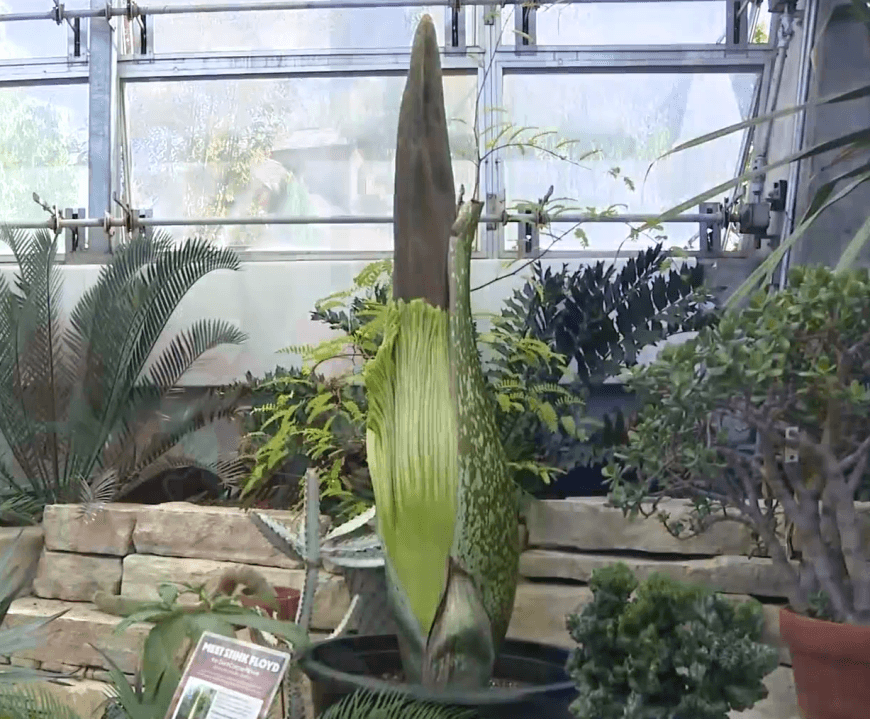 Stink Floyd blooms! Long-awaited event brings extended hours for visitors