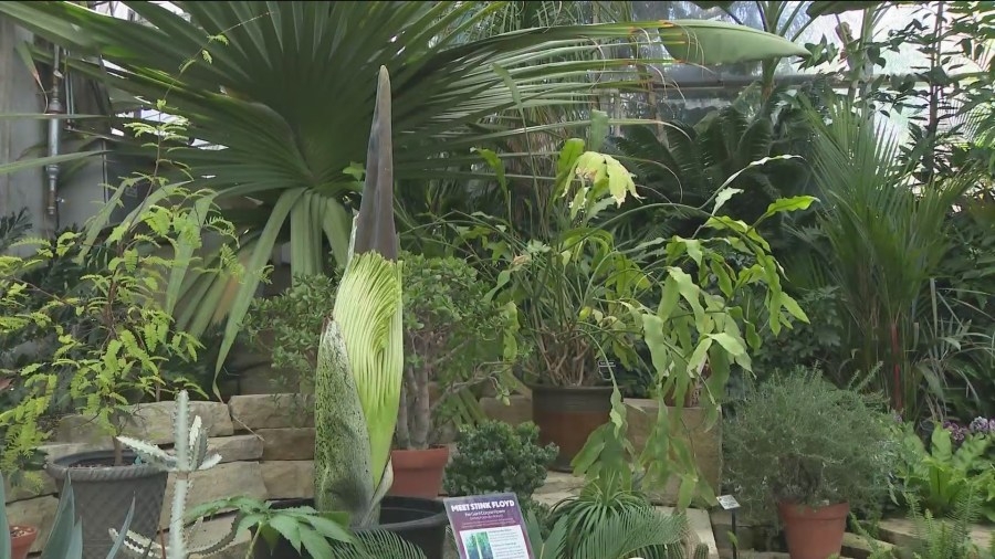 Corpse flower expected to bloom at Reiman Gardens soon