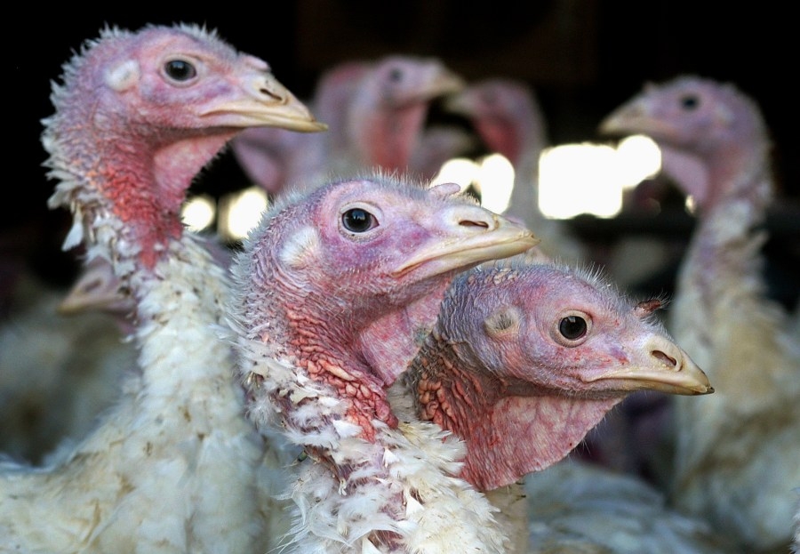 Bird flu detected in Sac County turkey flock