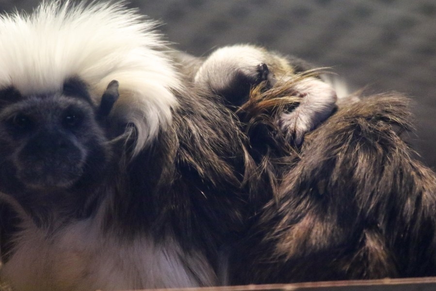 It's baby season! Blank Park Zoo welcomes twin cotton-top tamarins