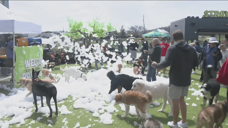 Paws and Pints Wellness Weekend brings fun for pets and their humans