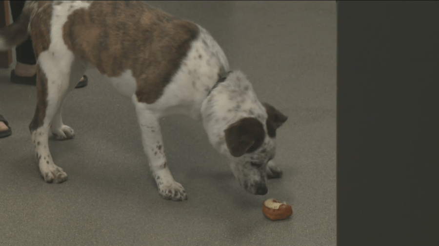 Slumber Pawty raises funds for Boone animal shelter