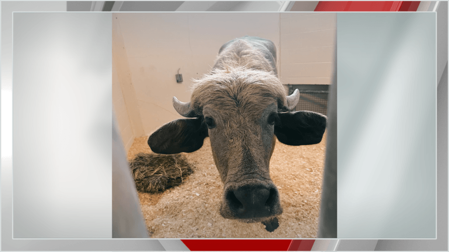 Iowa Farm Sanctuary details likely cause of Phill the water buffalo's death