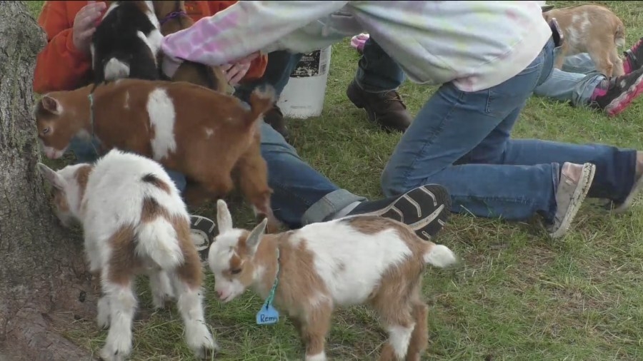 Gabe on the Go: Cuddling with goats in Cumming