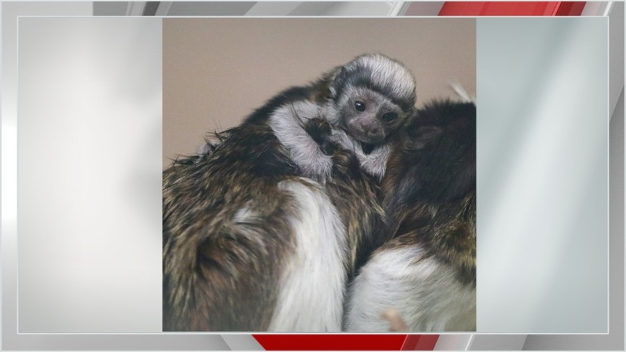 Cotton-top tamarin infant at Blank Park Zoo has died