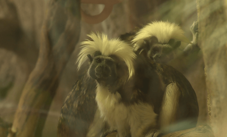 Twinning! Blank Park Zoo celebrates twin tamarin monkeys