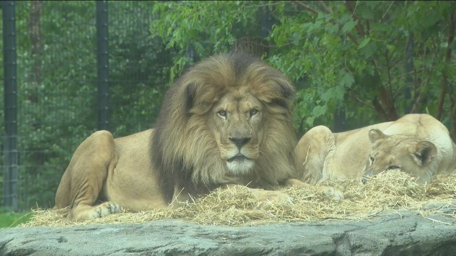 Blank Park Zoo breaks ground on roaring new lion conservation center