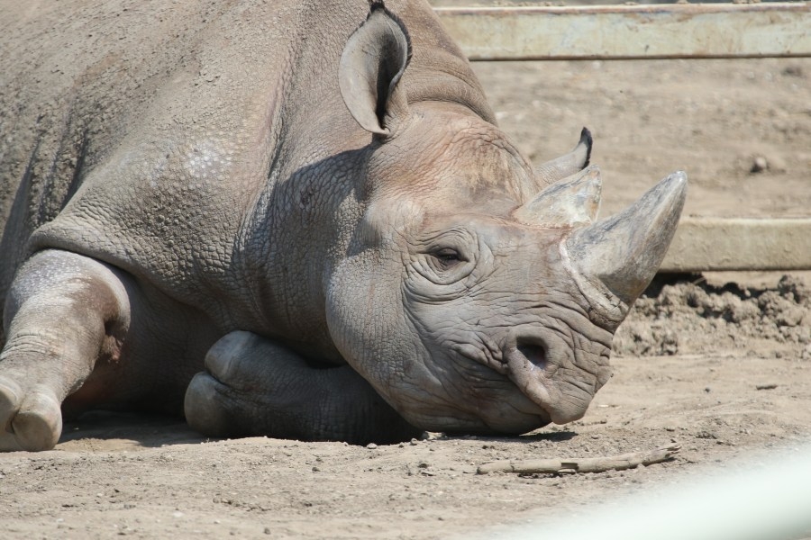 A new rhino is calling Blank Park Zoo home