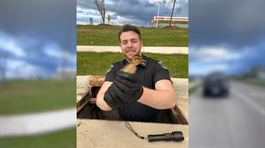 WATCH: Clive police officer rescues duckling from storm drain