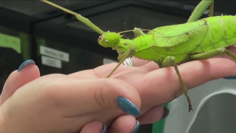 Community-backed petition fails to save Insect Zoo from closure
