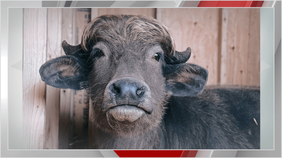 Phill the water buffalo in critical condition after sudden illness