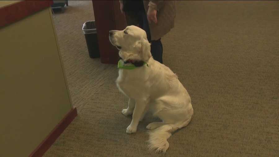 Therapy dog in training learns the ropes at EveryStep