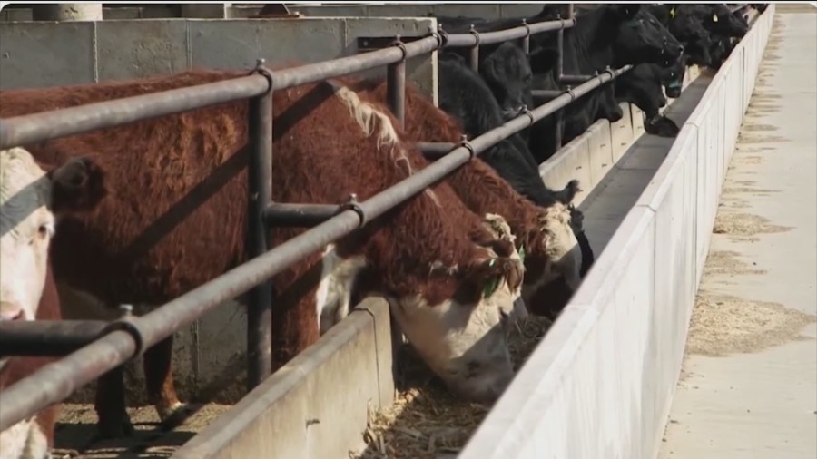 Iowa cattle farmer hopes tariffs won't be a negative for local farmers