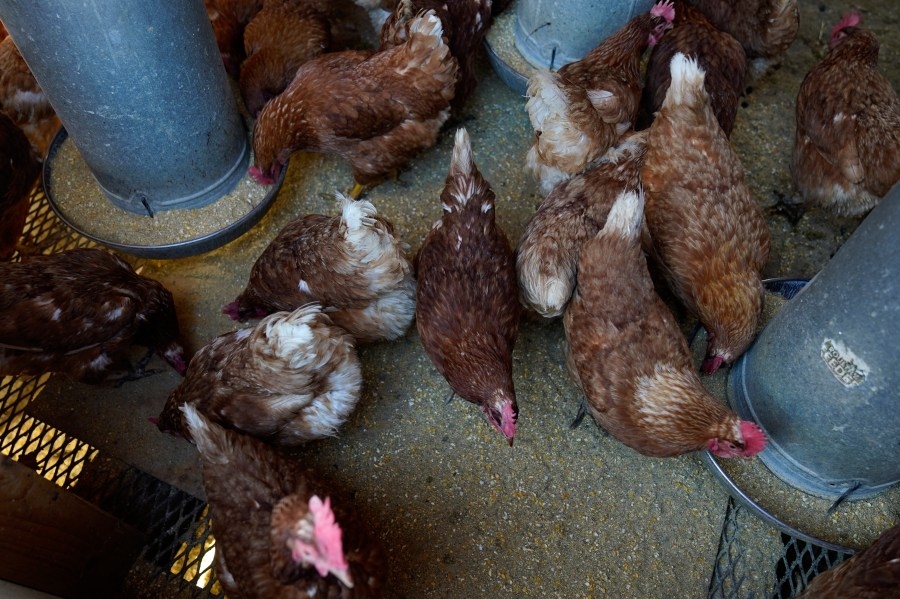 Bird flu detected in Dallas County mixed species backyard flock