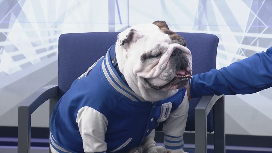 Des Moines' hometown dog helps other pets in need with Griff Gives Back Campaign