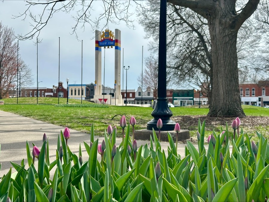 Tulips begin to bloom in Pella