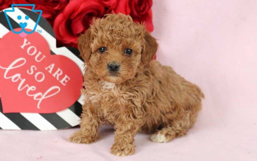 Woman charged with stealing Toy Poodle puppies in Lancaster County