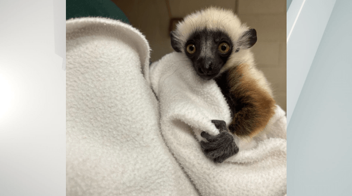 Maryland Zoo welcomes newly born lemur