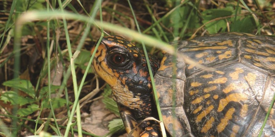 Pennsylvania could be getting an official state reptile