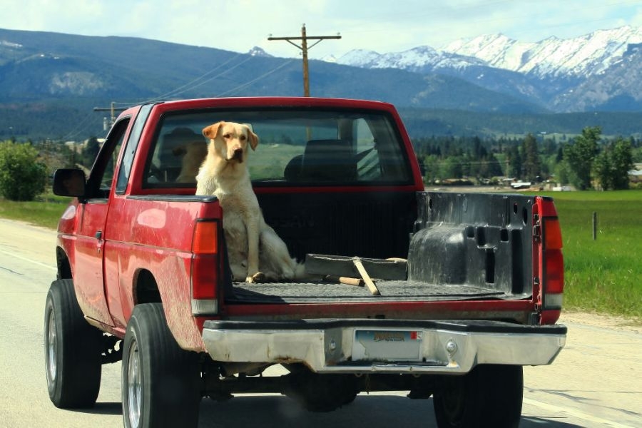 Pennsylvania lawmaker proposes bill banning dogs from riding in truck beds