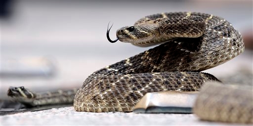 Pennsylvania monitoring rattlesnake 'baby boom'