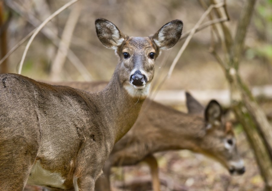 Pennsylvania deer hunting licenses to go on sale soon; Here's how to get yours