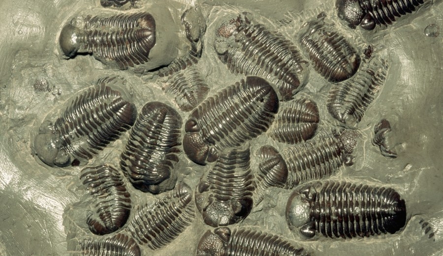 Bill proposes changing Pennsylvania state fossil