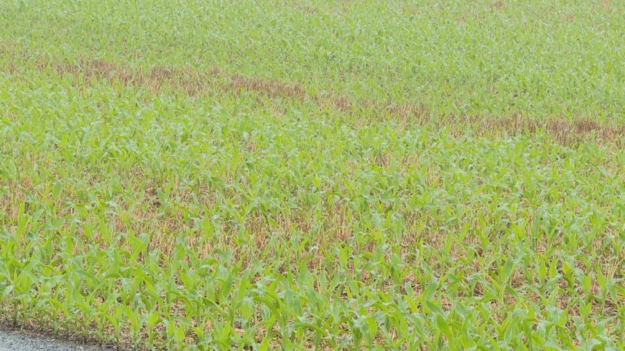Is all this rain helpful or hurtful for farmers?