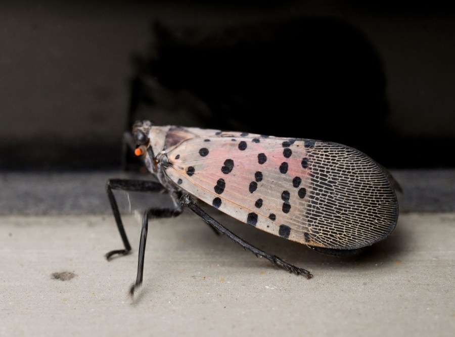 Spotted lanternflies starting to return in Pennsylvania
