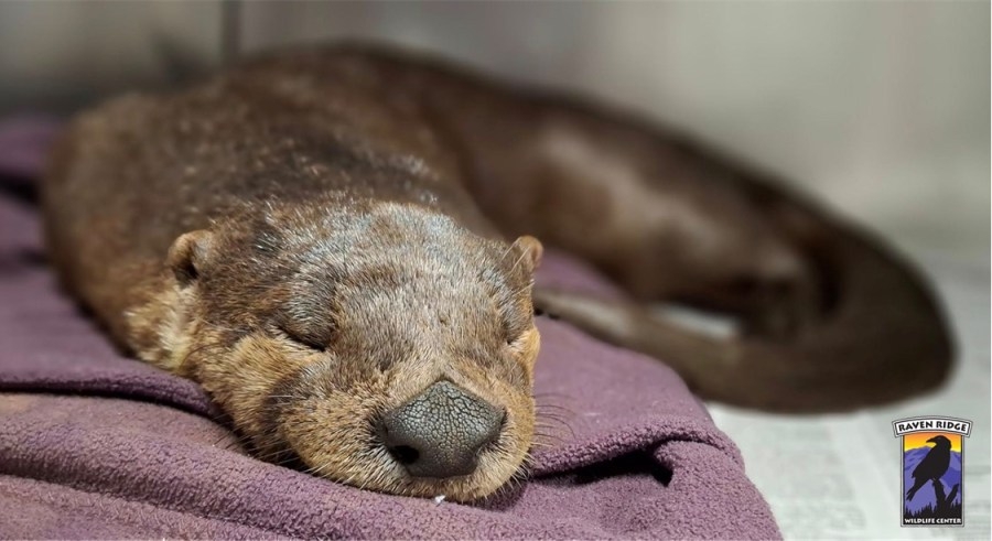 Otter rescued in Franklin County succumbs to injuries during surgery