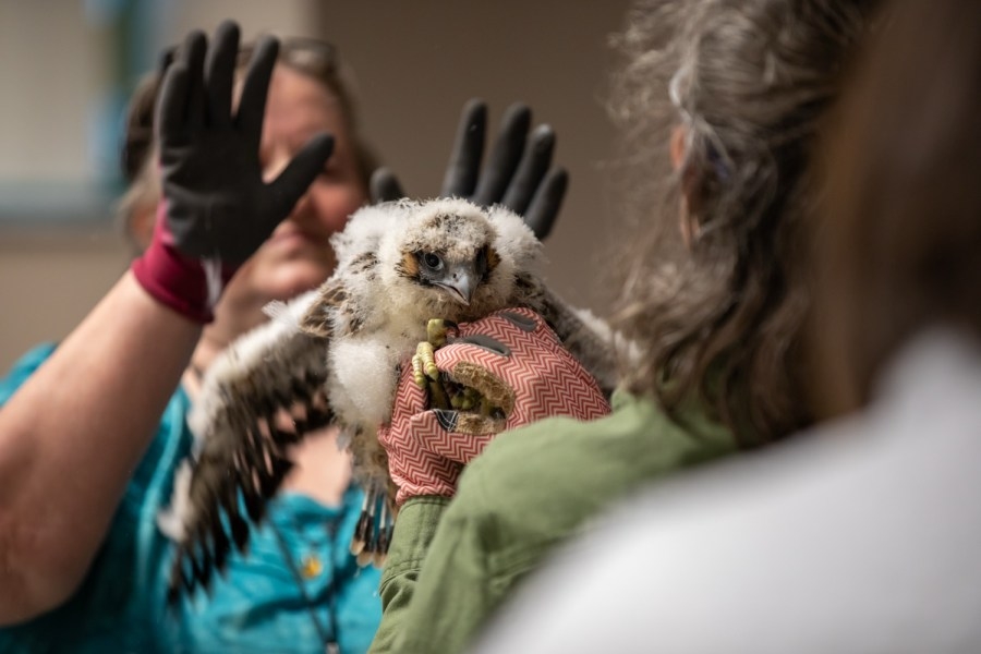 DEP bands falcons living on Rachel Carson State Office Building in Harrisburg