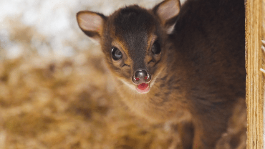 Maryland Zoo welcomes new Blue Duiker Calf