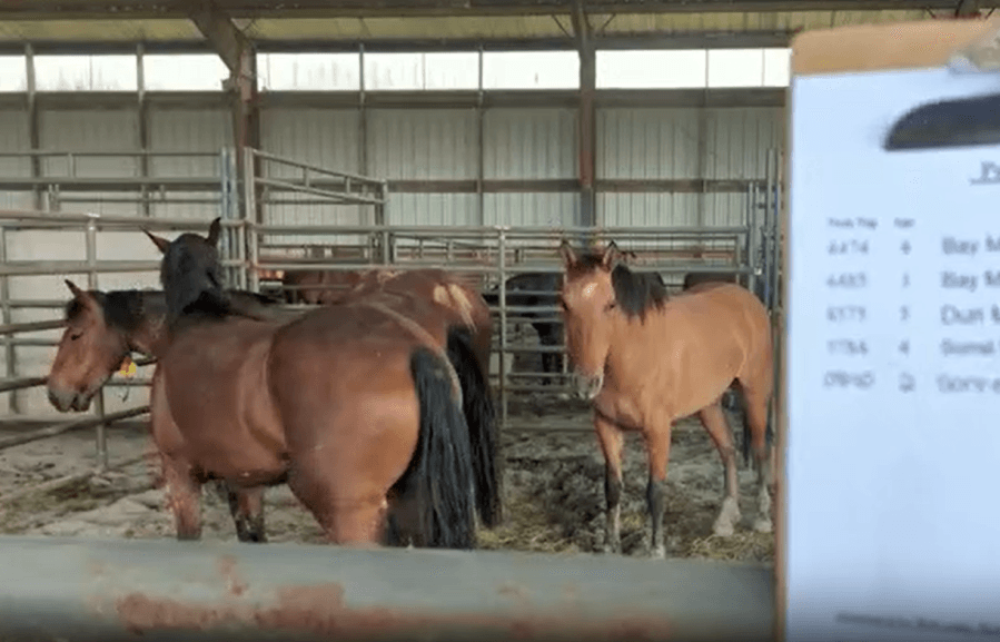 Horses from American West up for adoption in Central Pennsylvania