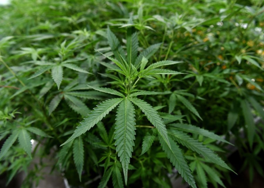 One question dogs Pennsylvania's cannabis debate: Should big businesses have a leg up?