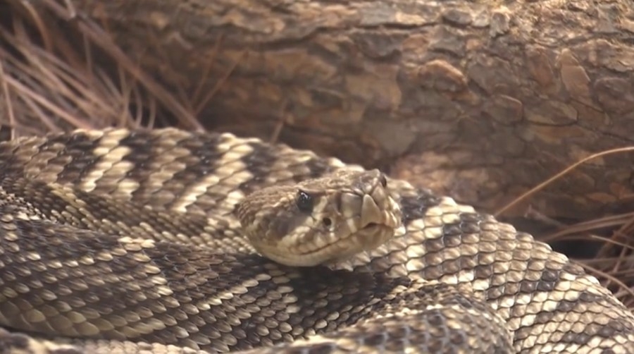 Experts address snake season concerns
