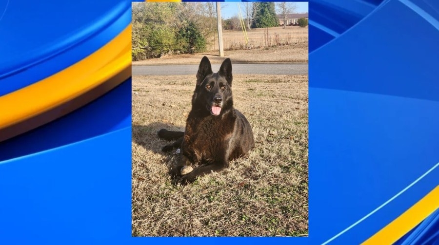 Dogs poisoned in Tuscaloosa County, still no arrests