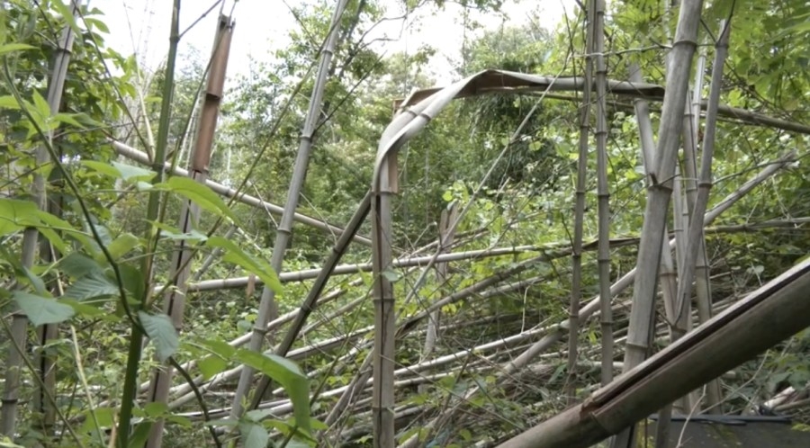 Bamboo takes over Jefferson County man's yard; expert provides advice to stop spread