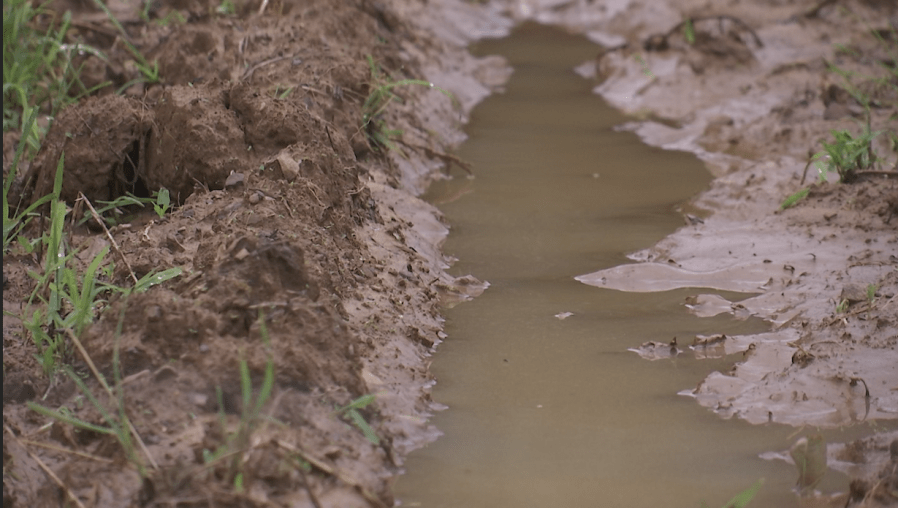 Alabama Farmers try to salvage crops after recent rain