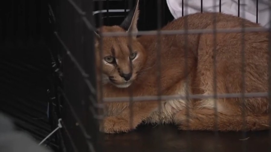 Alabama bill raises concern among licensed wildlife rehabbers