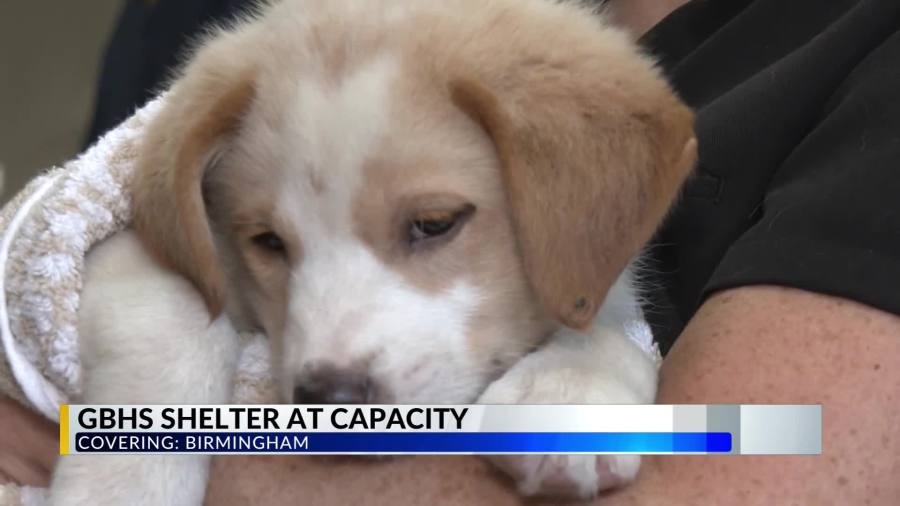 Greater Birmingham Humane Society reaches capacity, waives adoption fees