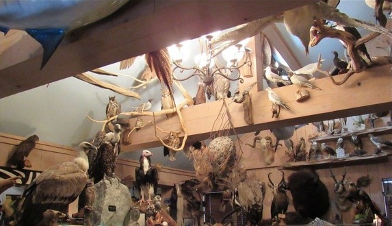 Alabama, Georgia men sentenced in largest bird mount trafficking case in history
