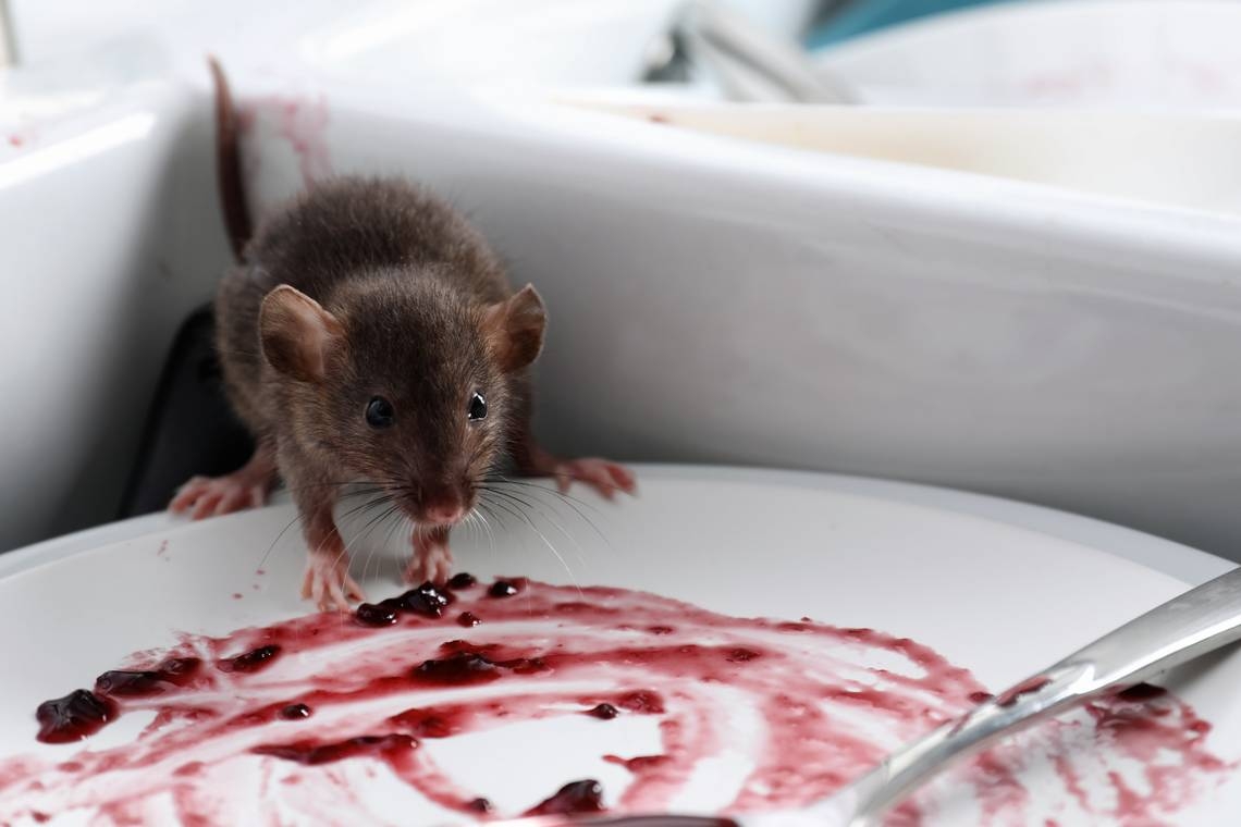 Mouse poop & urine stains, cockroaches, old foods at Wichita KS restaurants