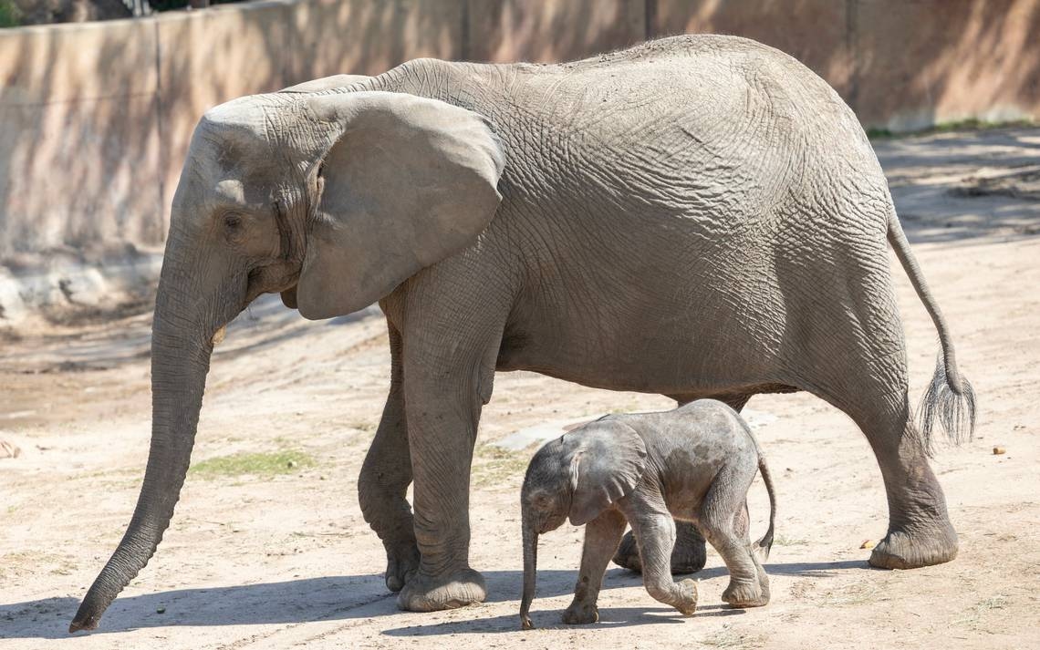 Kansas families can visit attractions for free with Sunflower Summer. What to know.