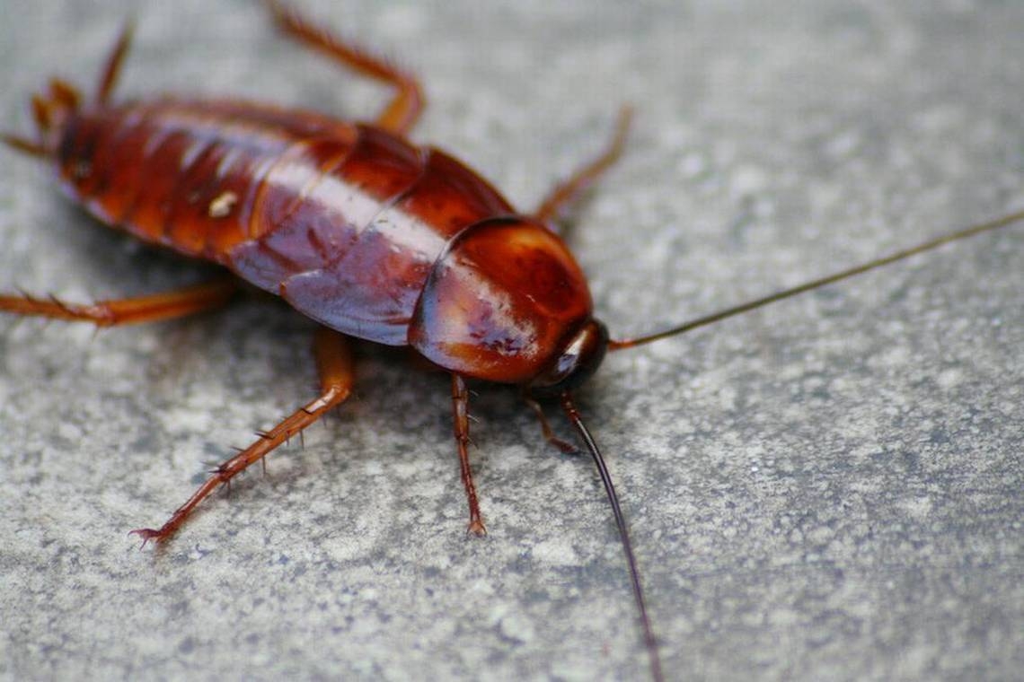 Rotting food, reused dirty bowl, cockroaches, rodents at Wichita KS restaurants