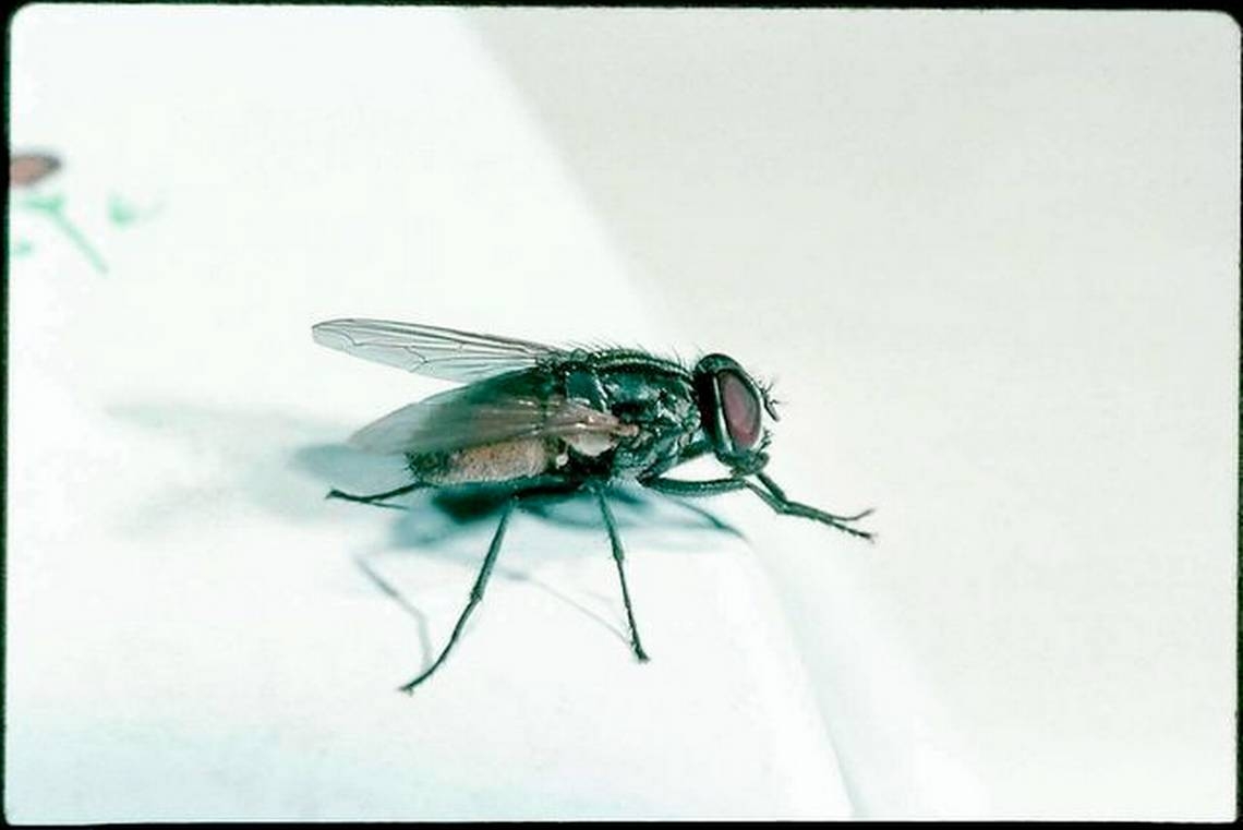 Roach problem, moldy produce, flies landing on food at Wichita KS restaurants