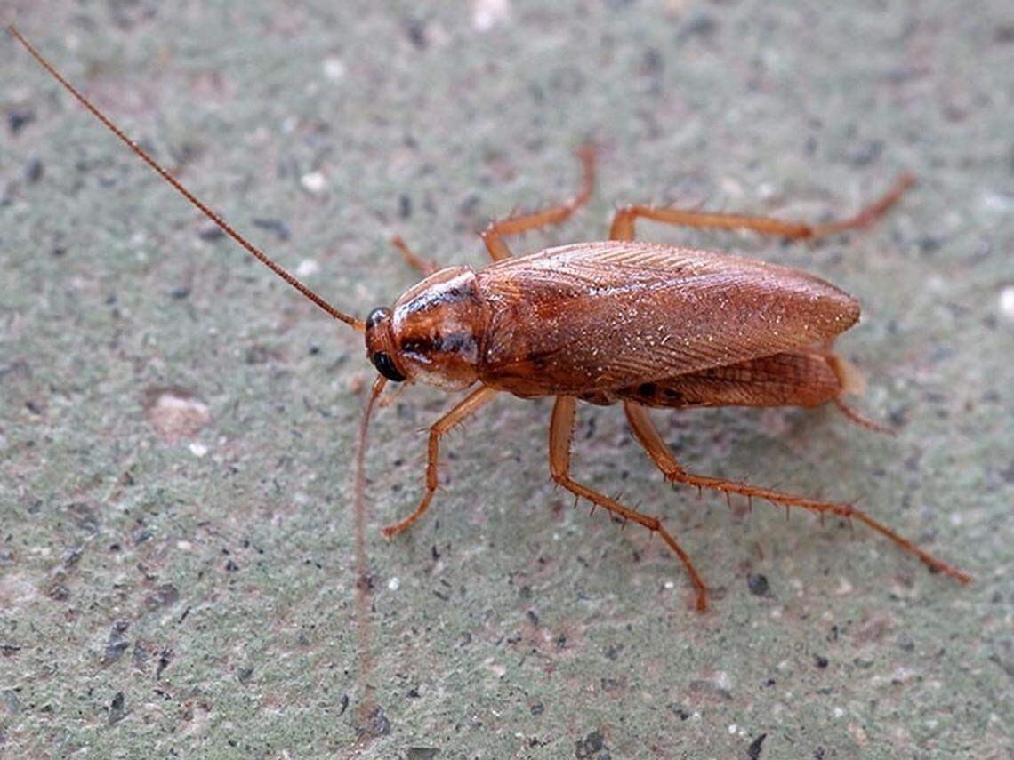 Old meat, bugs on food, rotting fruit, roaches at Wichita KS restaurants, stores