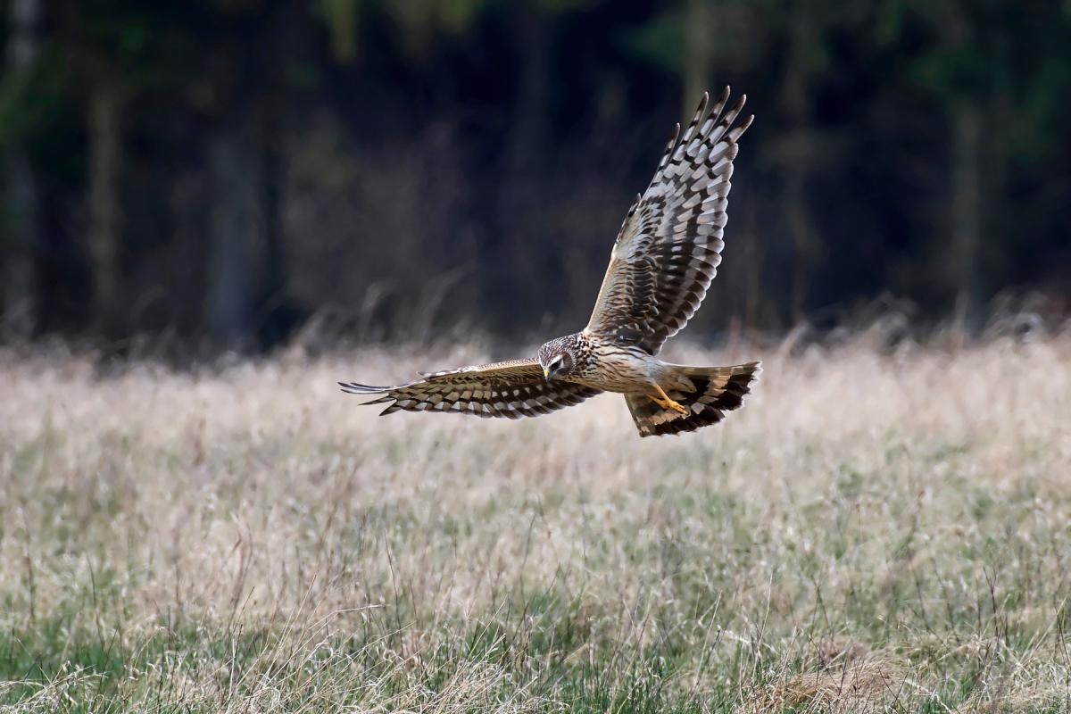 Rare bird of prey among birds spotted soaring over Wiltshire