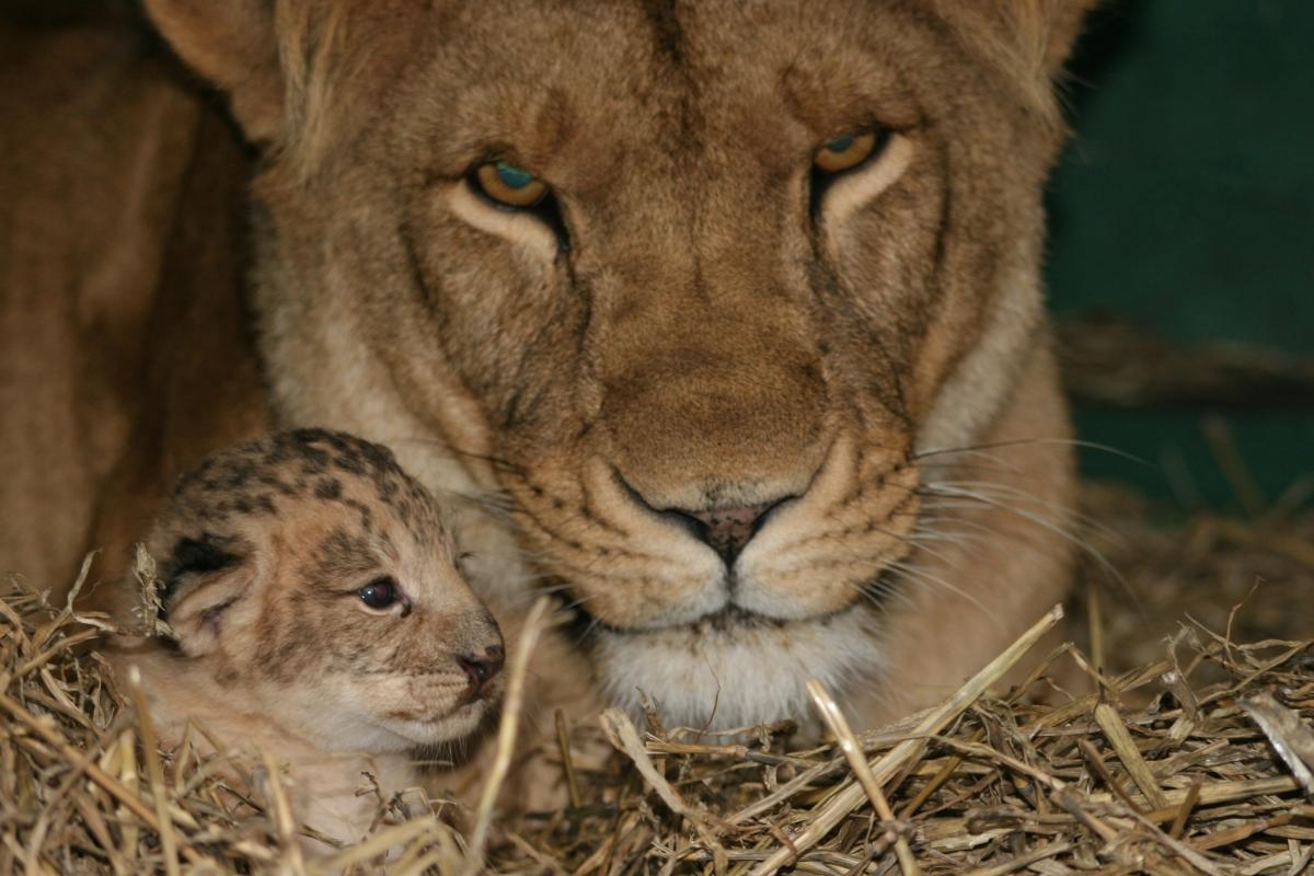 One of the UK's oldest lions dies at Wiltshire wildlife park